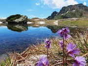 60 Bellissime soldanelle alpine